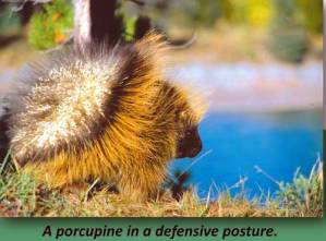 Porcupine2